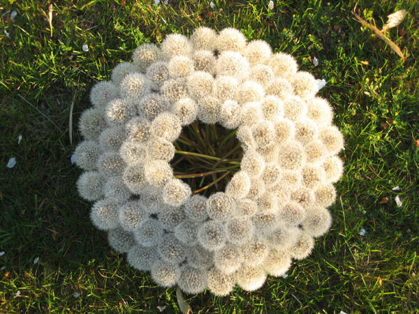 Pusteblume