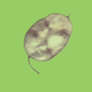 Lunaria